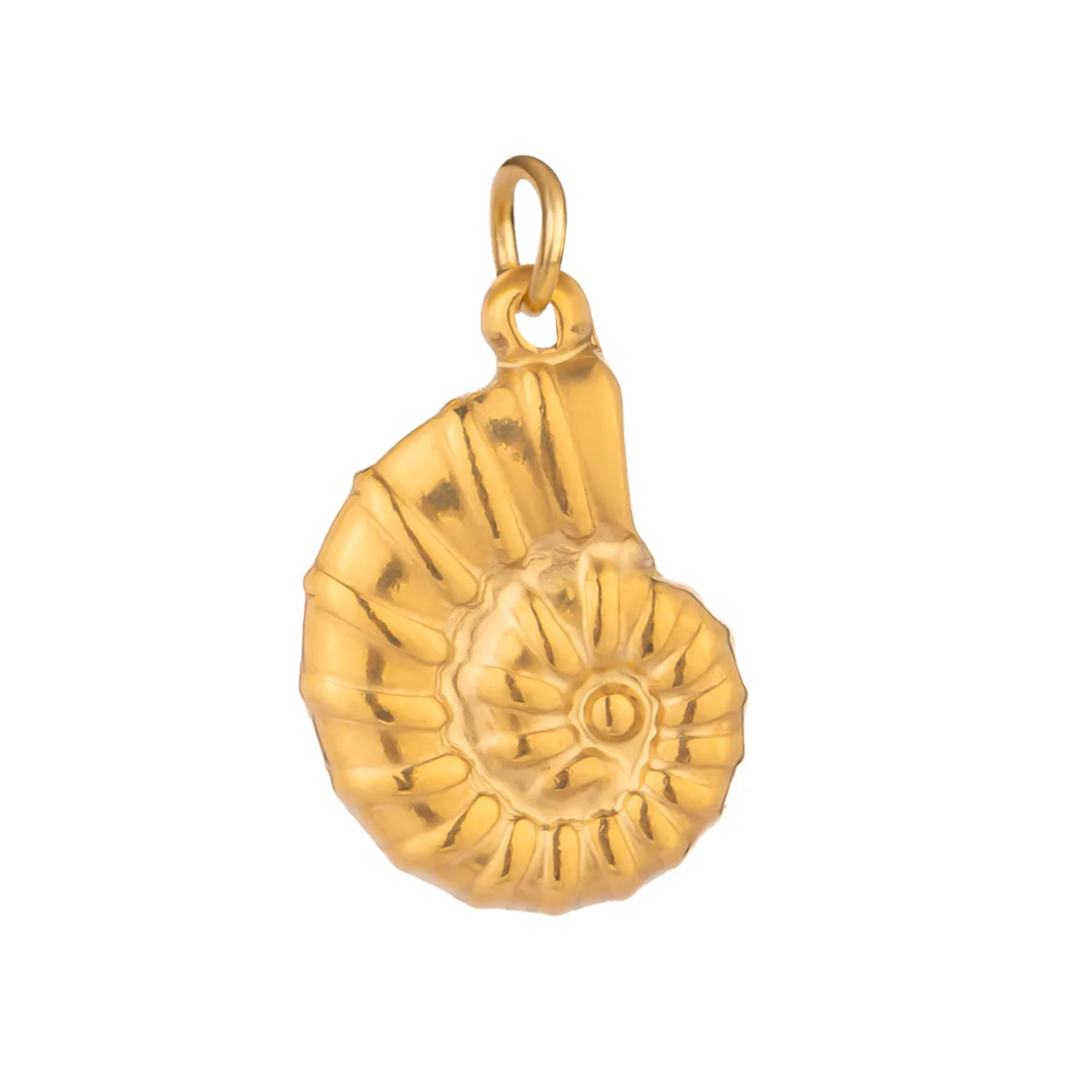 Nautilus Shell